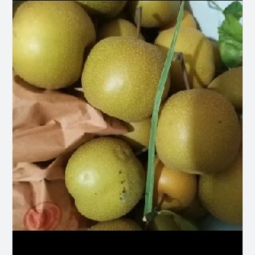 圆黄梨