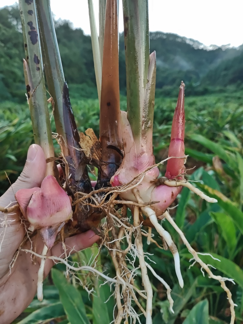 山姜南姜大量有货现货鲜货量大价优全国发货欢迎致电