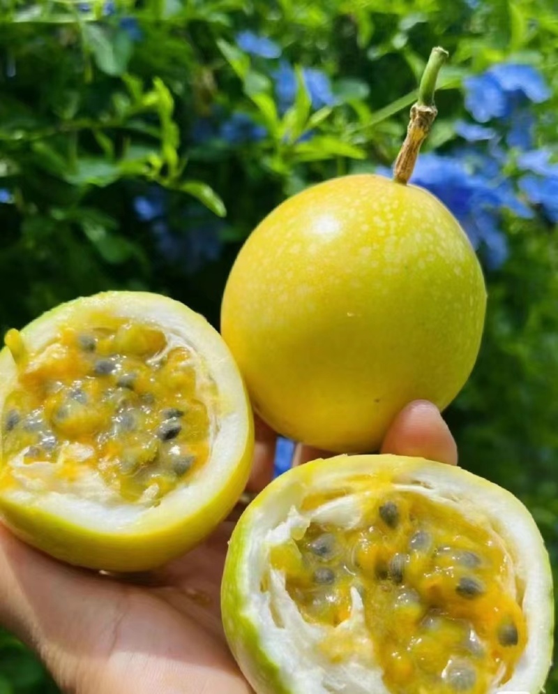 钦蜜9号百香果