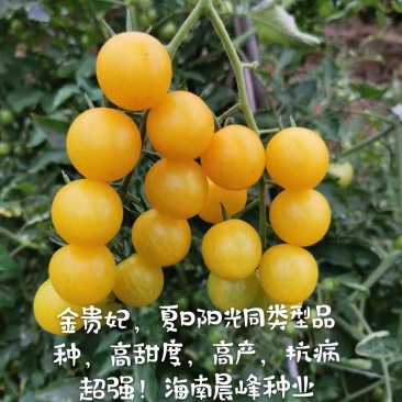 甜度高圆形黄色小番茄无限生长硬度好品质保证厂家直销
