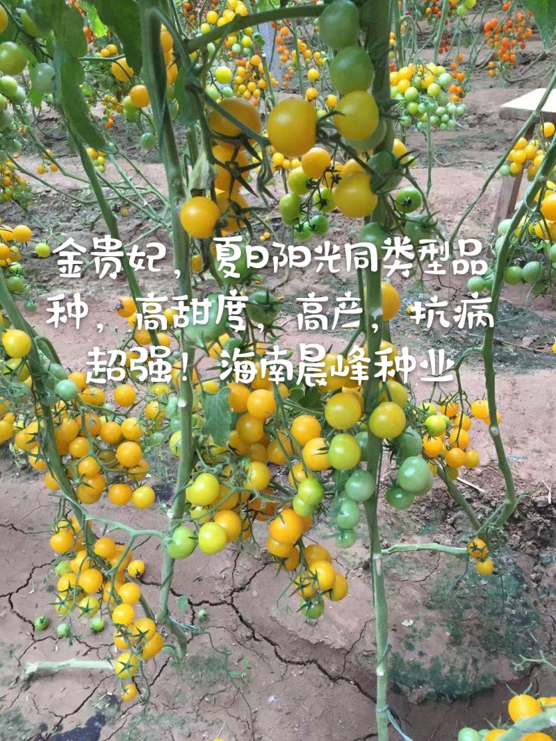 甜度高圆形黄色小番茄无限生长硬度好品质保证厂家直销