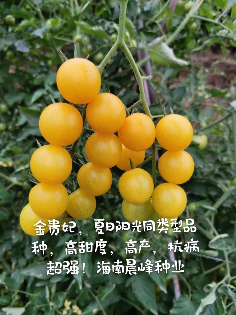 甜度高圆形黄色小番茄无限生长硬度好品质保证厂家直销