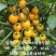 甜度高圆形黄色小番茄无限生长硬度好品质保证厂家直销