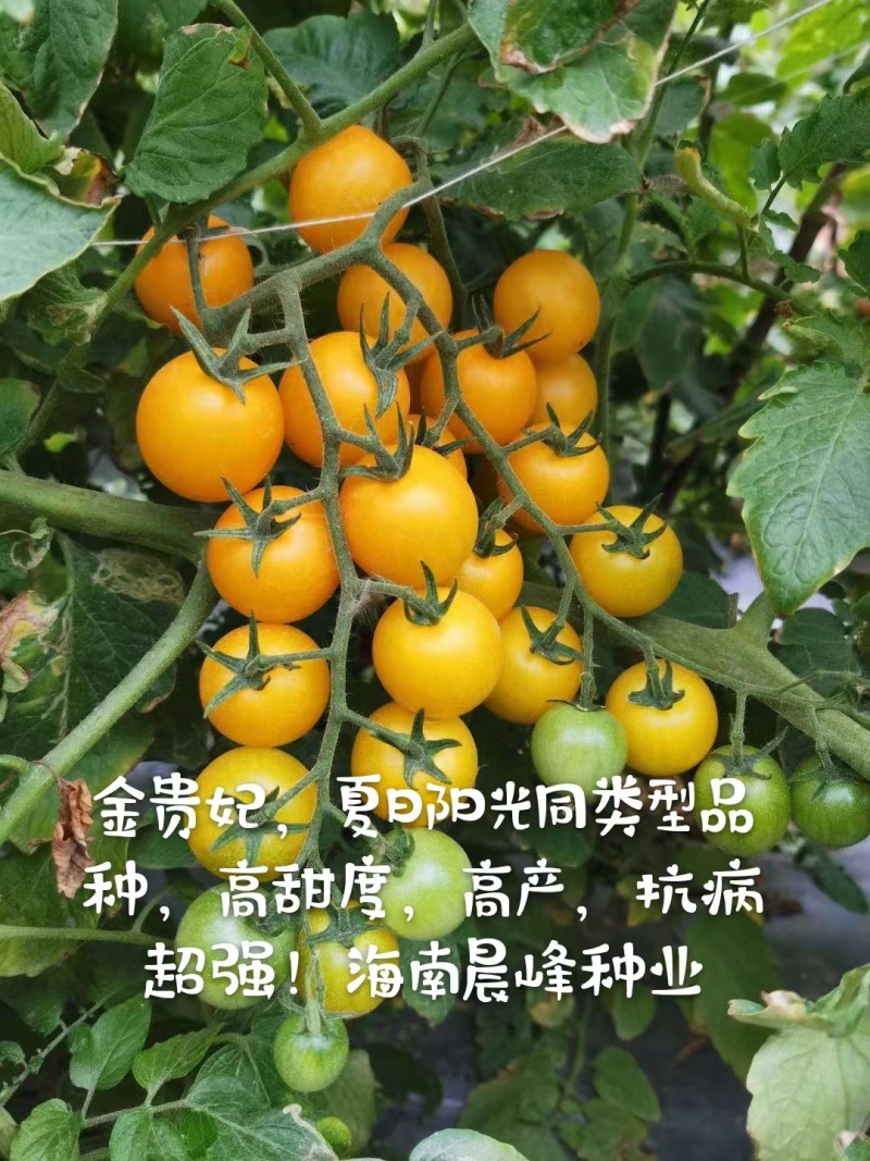 甜度高圆形黄色小番茄无限生长硬度好品质保证厂家直销