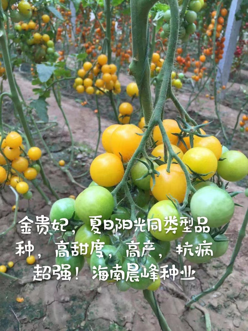甜度高圆形黄色小番茄无限生长硬度好品质保证厂家直销