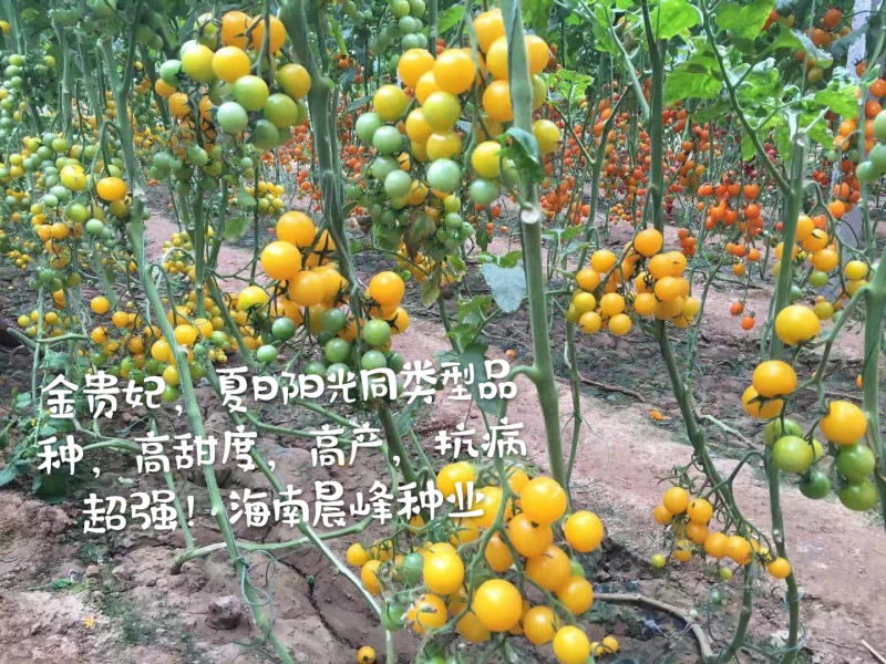 甜度高圆形黄色小番茄无限生长硬度好品质保证厂家直销