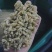 新疆无核葡萄干产地直发现货供应一手货源地摊电商一站式供应