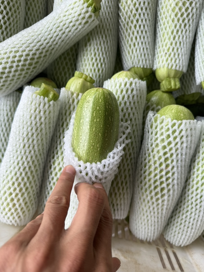 云南新鲜西葫芦现摘绿皮小瓜全年有货场地直销