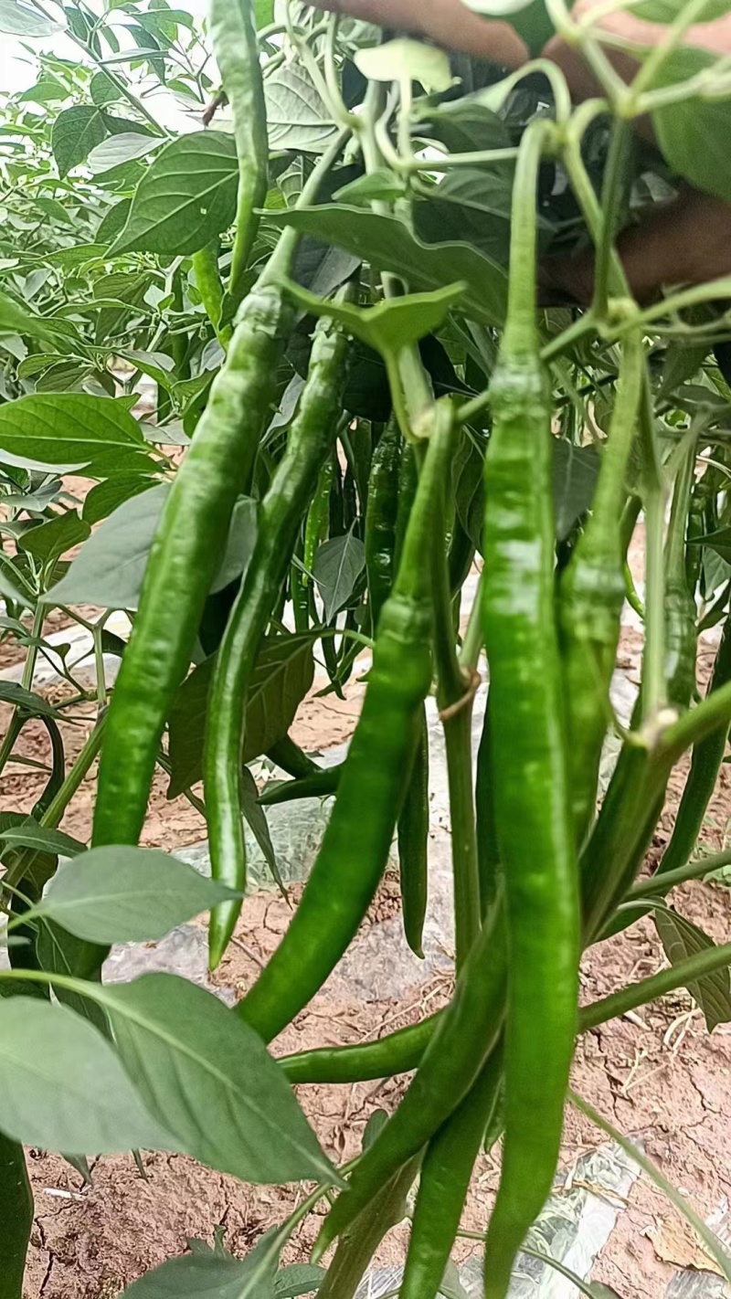 优质货源二荆条大量上市产地直发价格美丽欢迎致电
