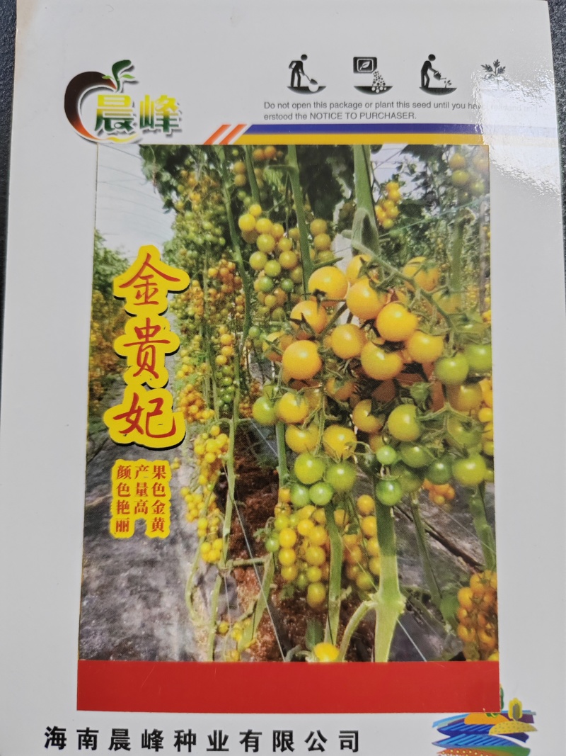 甜度高圆形黄色小番茄无限生长硬度好品质保证厂家直销