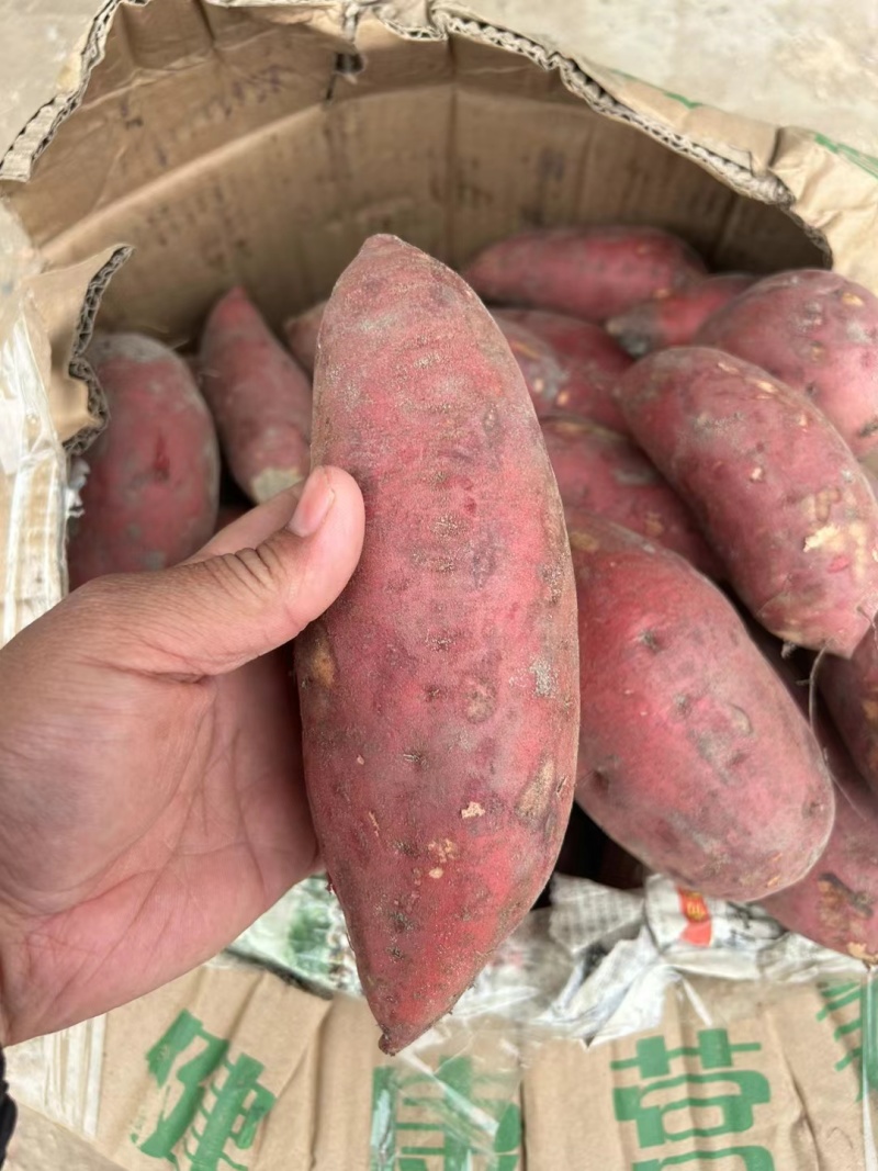 【沙地】河南开封通许西瓜红条形好颜色靓丽干净无机械伤断头