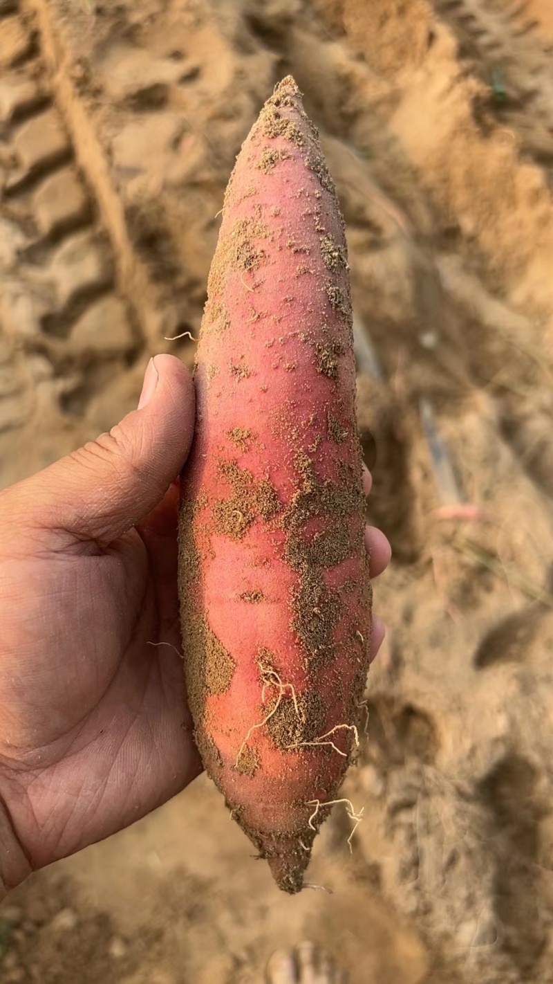 【沙地】河南开封通许西瓜红条形好颜色靓丽干净无机械伤断头