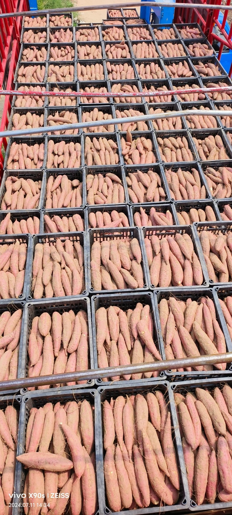 【沙地】河南开封通许西瓜红条形好颜色靓丽干净无机械伤断头