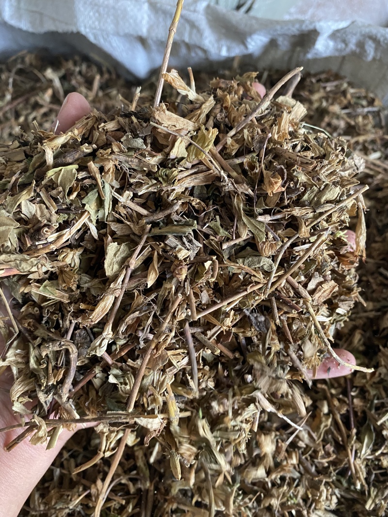 龙胆草苗片云南滇龙胆草树花滇龙胆草树龙胆草树阳枝