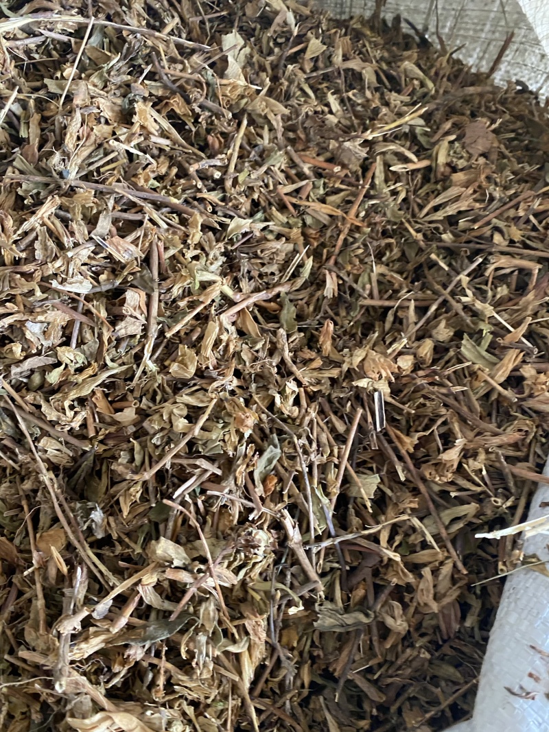 龙胆草苗片云南滇龙胆草树花滇龙胆草树龙胆草树阳枝