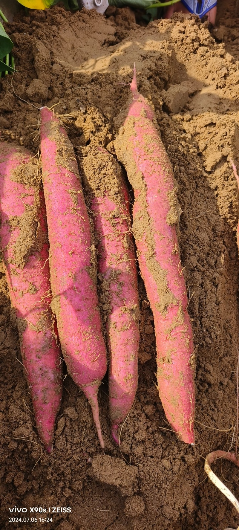 【沙地】河南开封通许西瓜红条形好颜色靓丽干净无机械伤断头