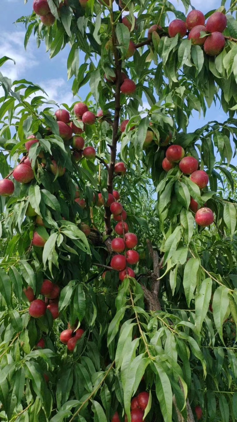 【牛商推荐】陕西珍珠枣油桃果园现采现发可大量供应市场批发