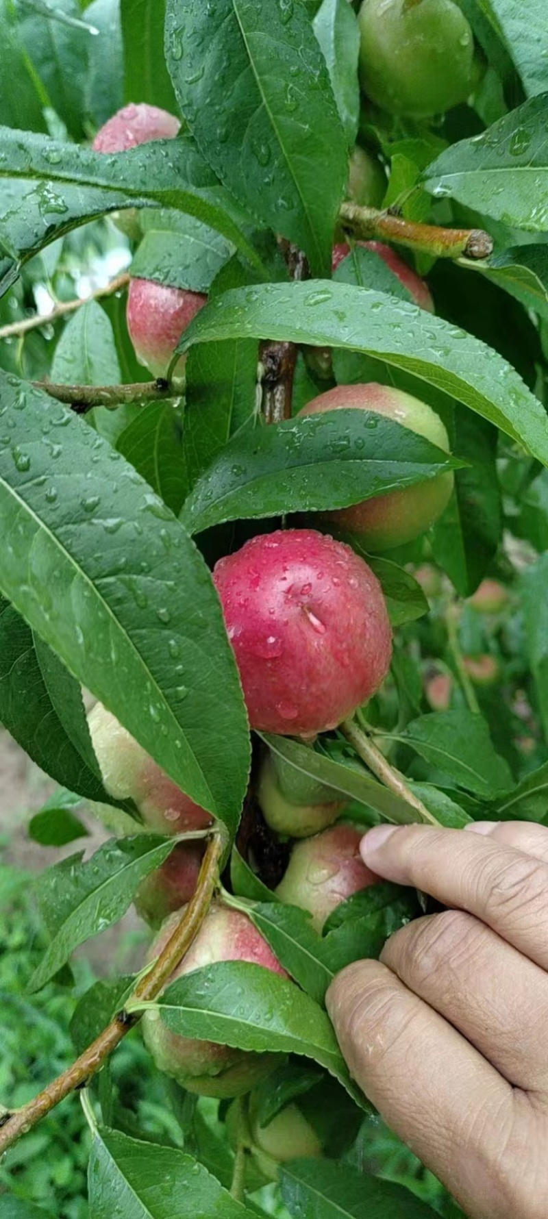 【牛商推荐】陕西珍珠枣油桃果园现采现发可大量供应市场批发