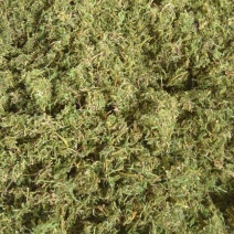 伸筋草片子狮子草云南野生伸筋草伸筋草云南伸筋草