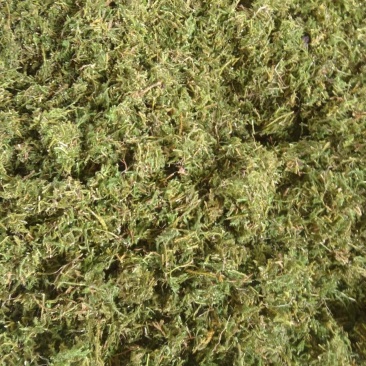 伸筋草片子狮子草云南野生伸筋草伸筋草云南伸筋草