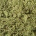 伸筋草片子狮子草云南野生伸筋草伸筋草云南伸筋草