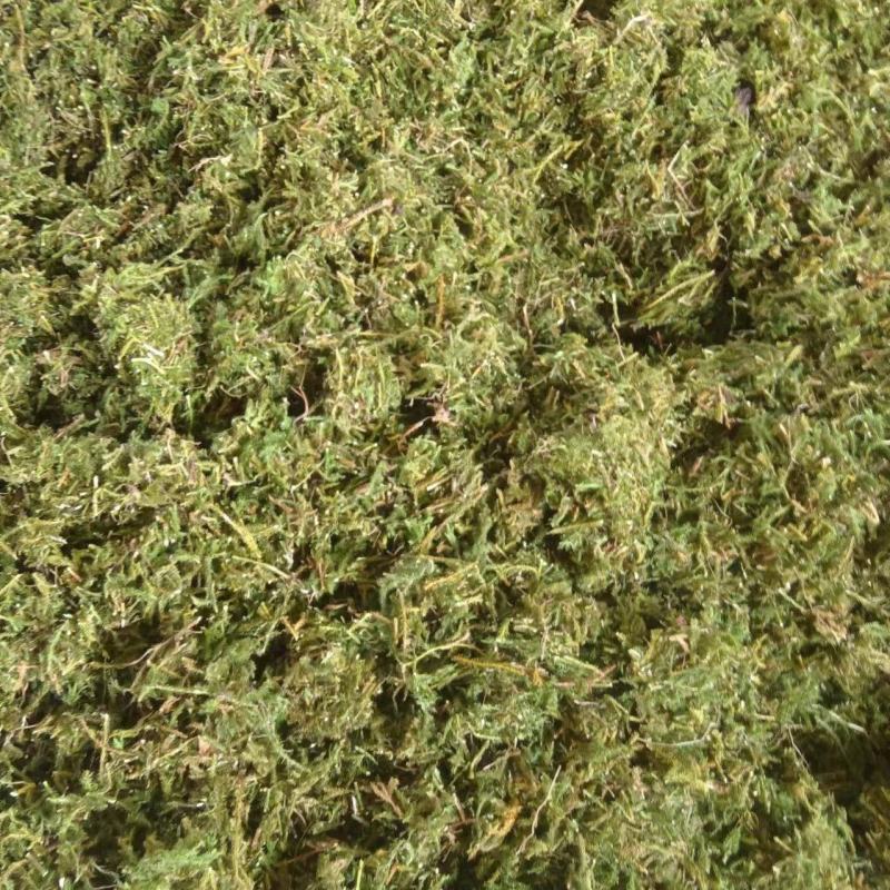 伸筋草片子狮子草云南野生伸筋草伸筋草云南伸筋草