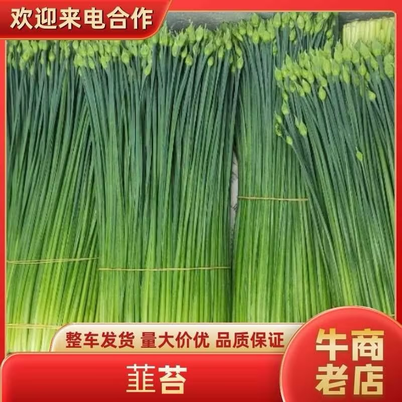 广西荔浦韭苔大量上市产地直发品质保障欢迎咨询联系