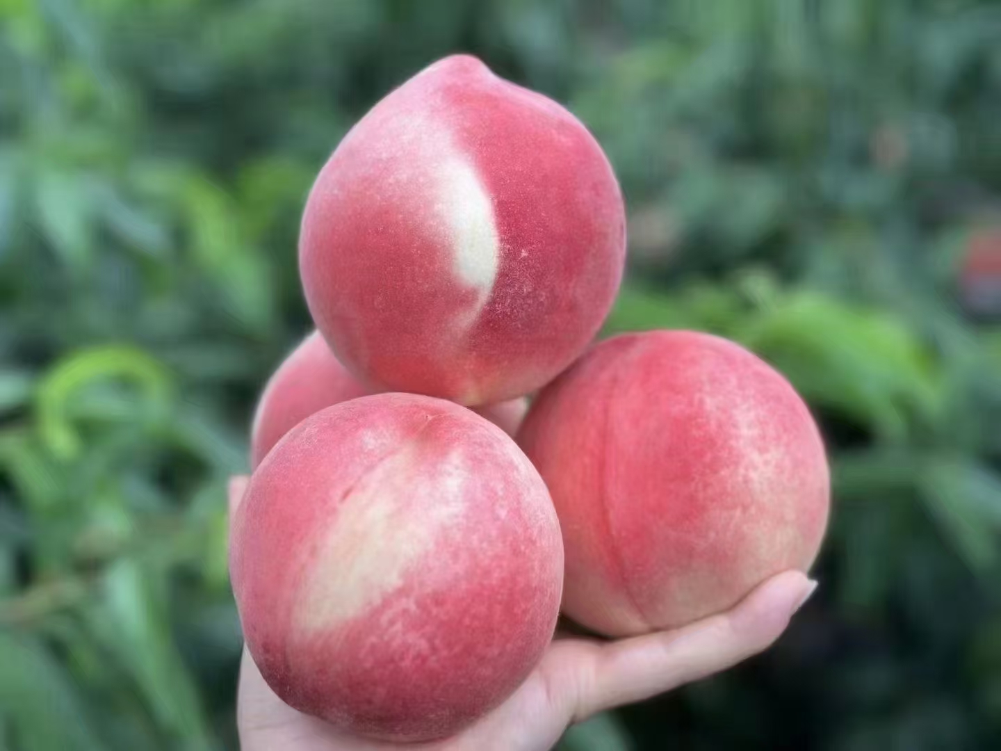 展示新鲜桃果肉的细节,突出其多汁柔软的质地 新鲜桃果肉特写