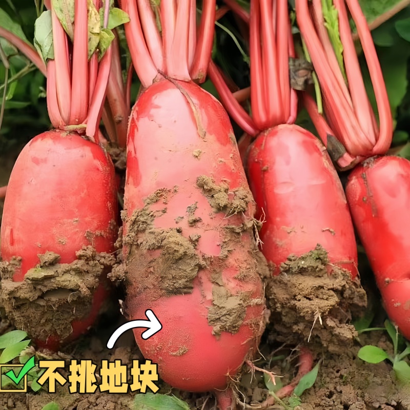 耐热红皮萝卜种子大红袍萝卜种子生长迅速四季可播