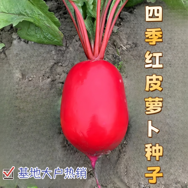 耐热红皮萝卜种子大红袍萝卜种子生长迅速四季可播