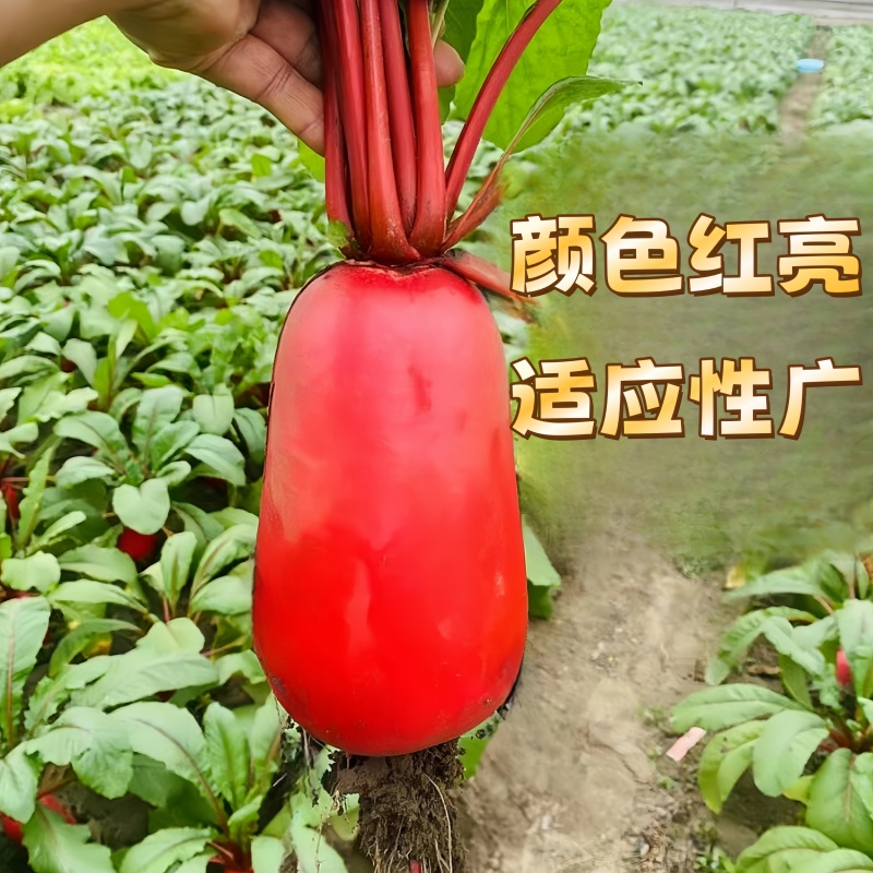 耐热红皮萝卜种子大红袍萝卜种子生长迅速四季可播
