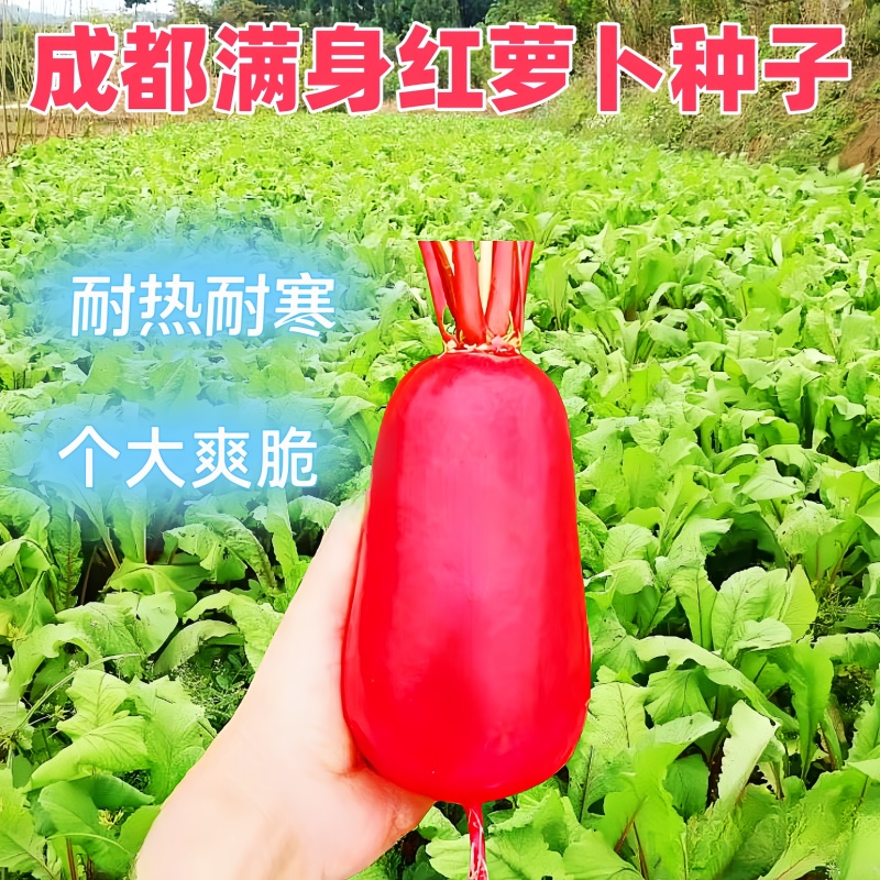 耐热红皮萝卜种子大红袍萝卜种子生长迅速四季可播