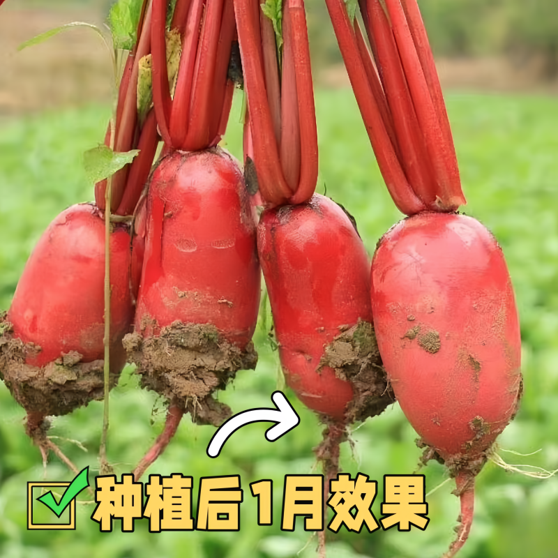 耐热红皮萝卜种子大红袍萝卜种子生长迅速四季可播