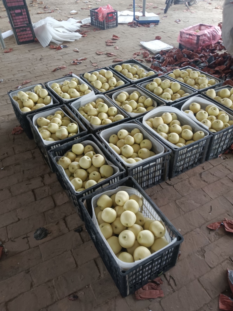 河北沧州白皇冠梨大量上市皮薄核小汁水丰富入口化渣