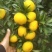【特早蜜橘】浙江台州三门蜜橘果色靓丽果形好无擦伤承接电商
