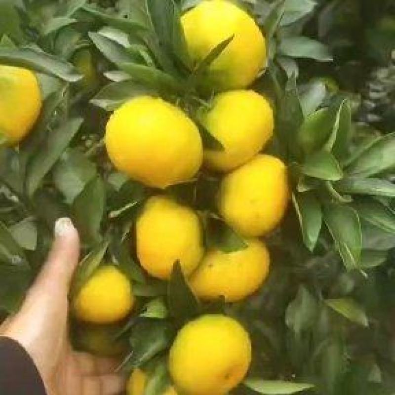 【特早蜜橘】浙江台州三门蜜橘果色靓丽果形好无擦伤承接电商