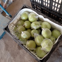 皇冠梨