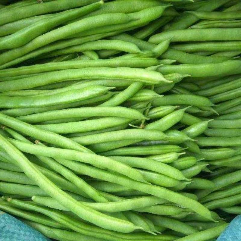 无筋豆四季豆大量上市，基地直供一件代发欢迎咨询
