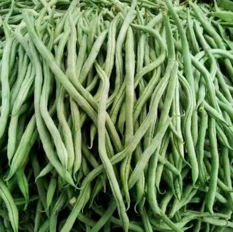 无筋豆四季豆大量上市，基地直供一件代发欢迎咨询