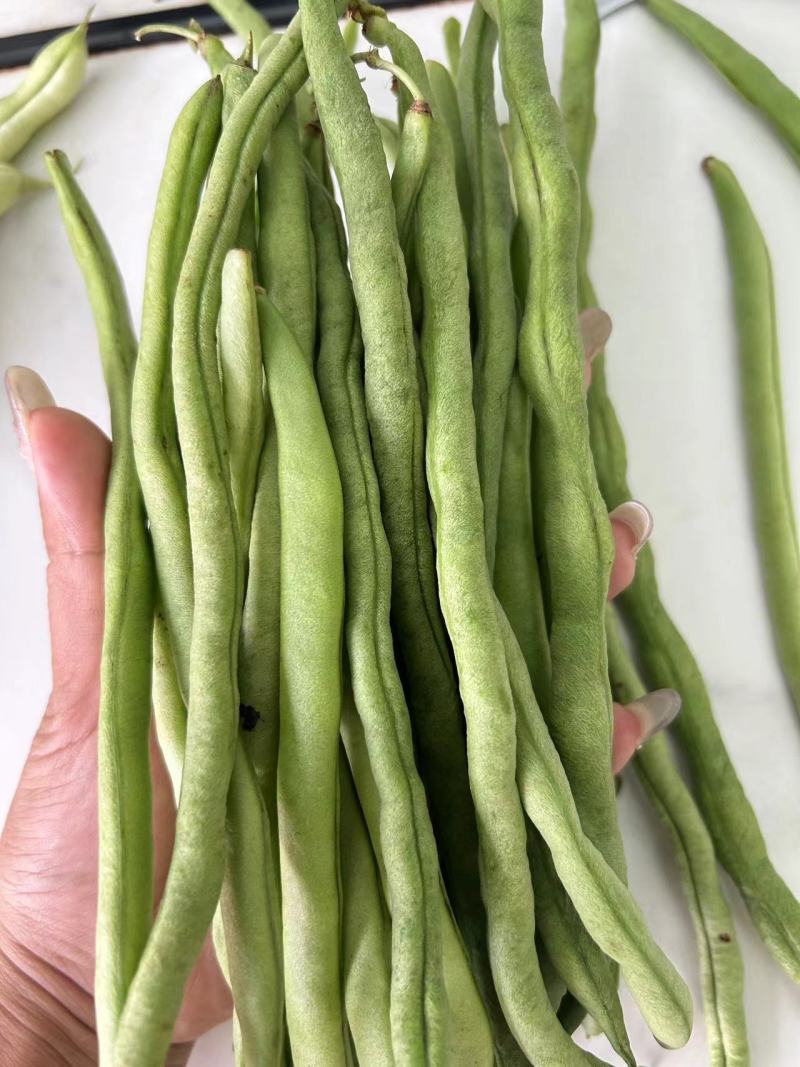 无筋豆四季豆大量上市，基地直供一件代发欢迎咨询