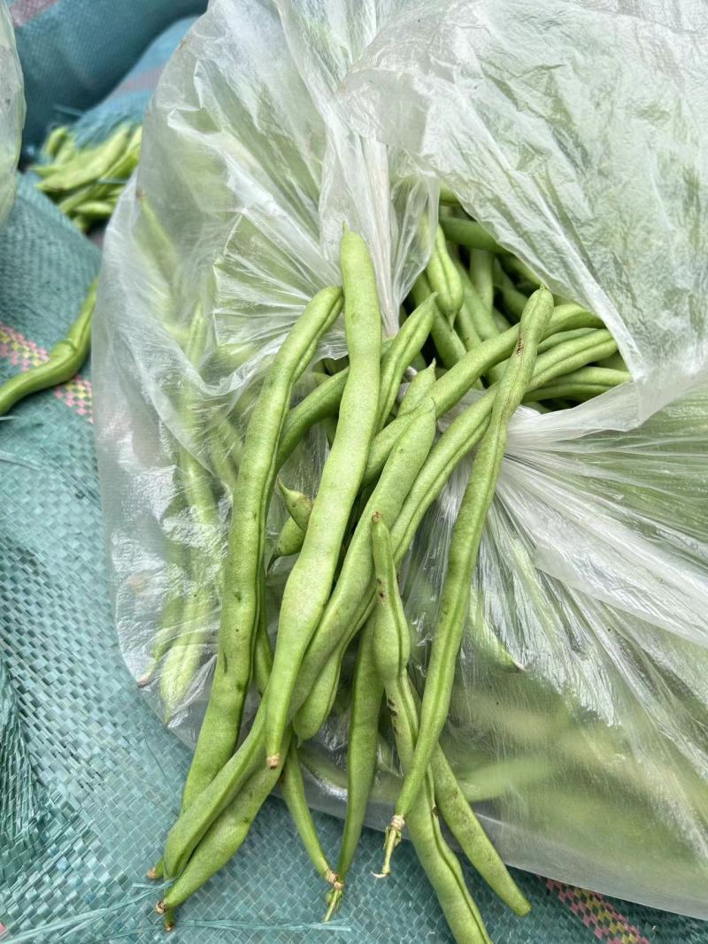 无筋豆四季豆大量上市，基地直供一件代发欢迎咨询