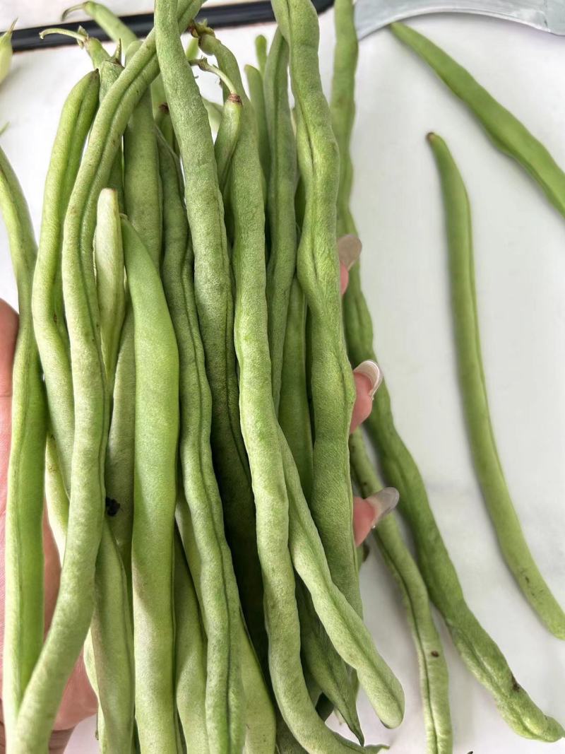 无筋豆四季豆大量上市，基地直供一件代发欢迎咨询