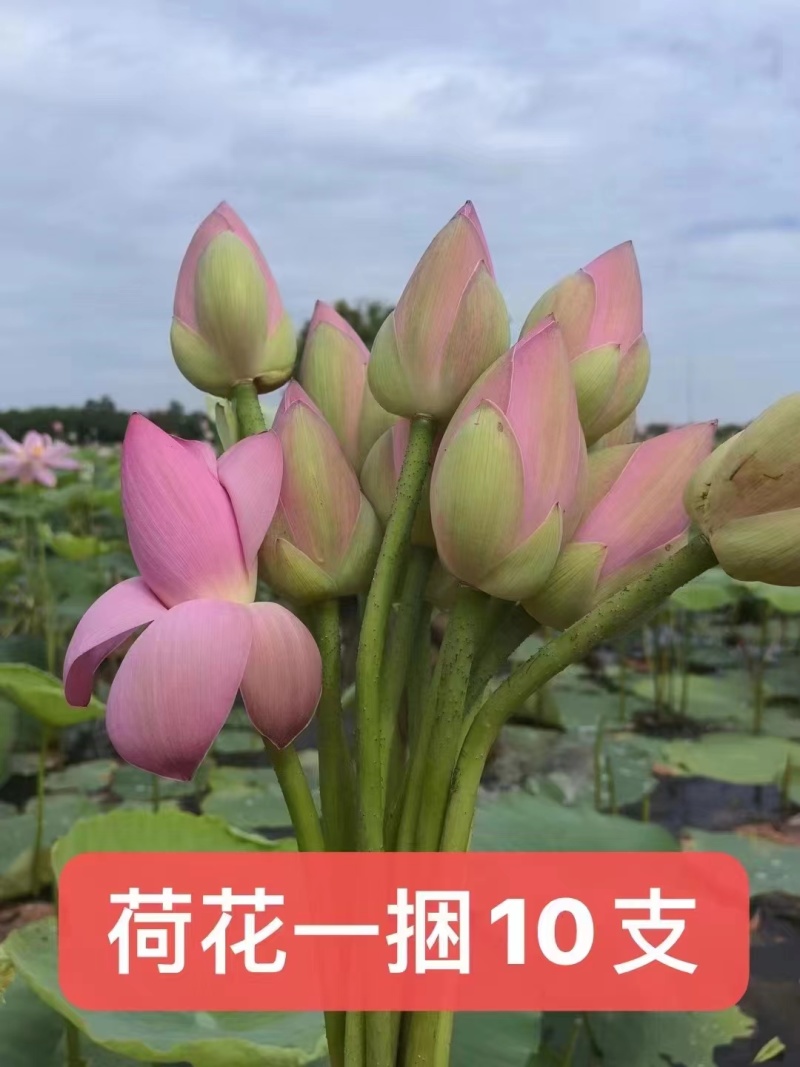 精品莲花，荷花微山湖基地直供全国各地均可直达