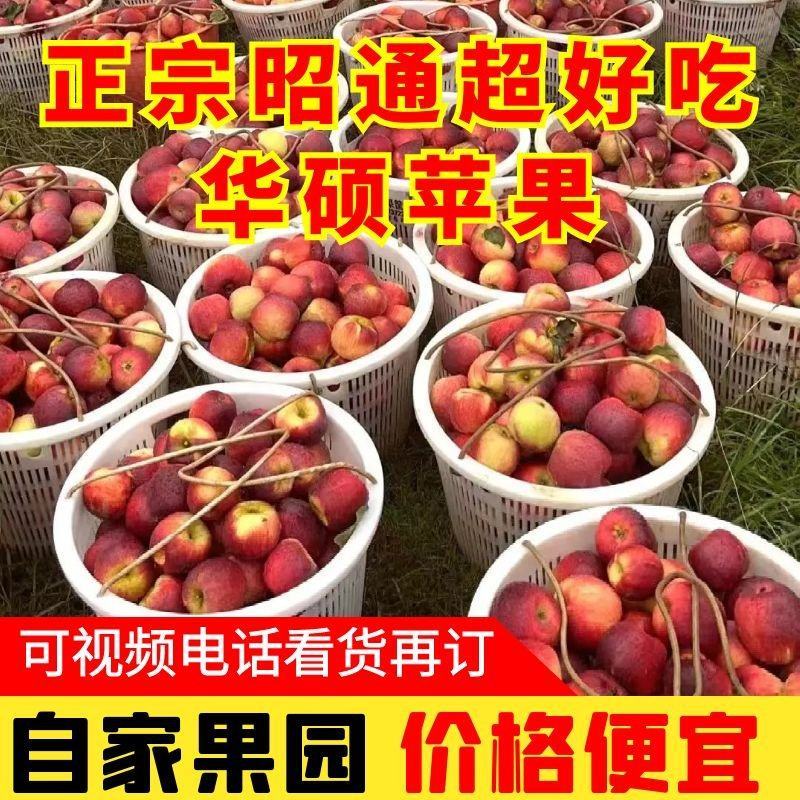 昭通正宗华硕苹果自家果园直供现摘现发支持一件代发