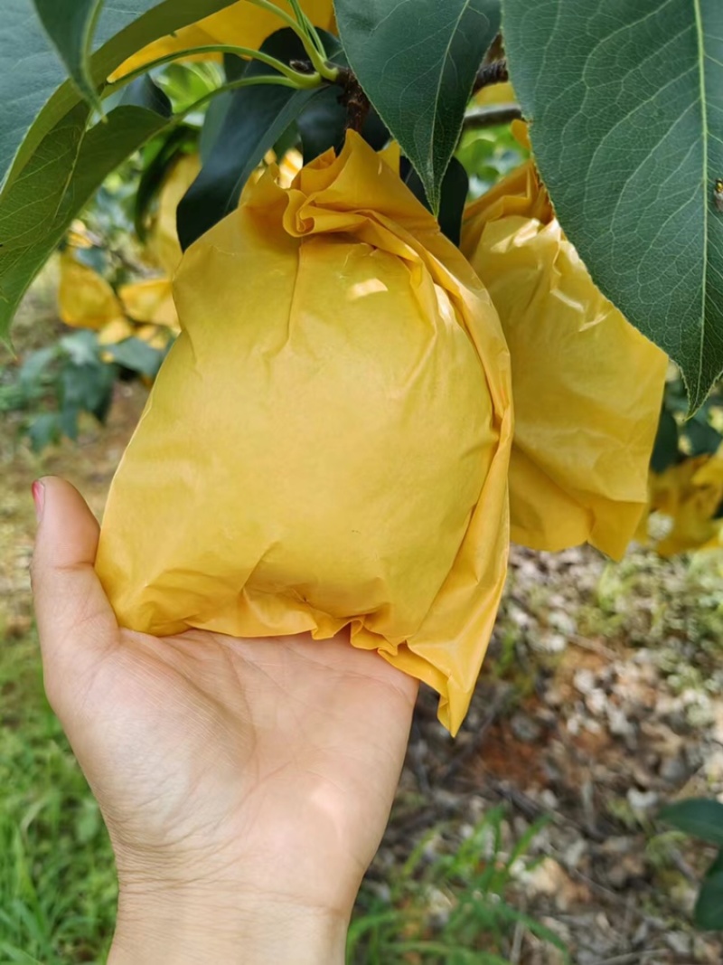 云南高原雪花梨马上开始.美人酥少量有货