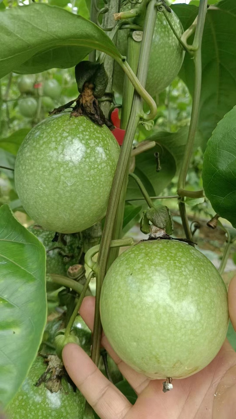 钦密九号百香果