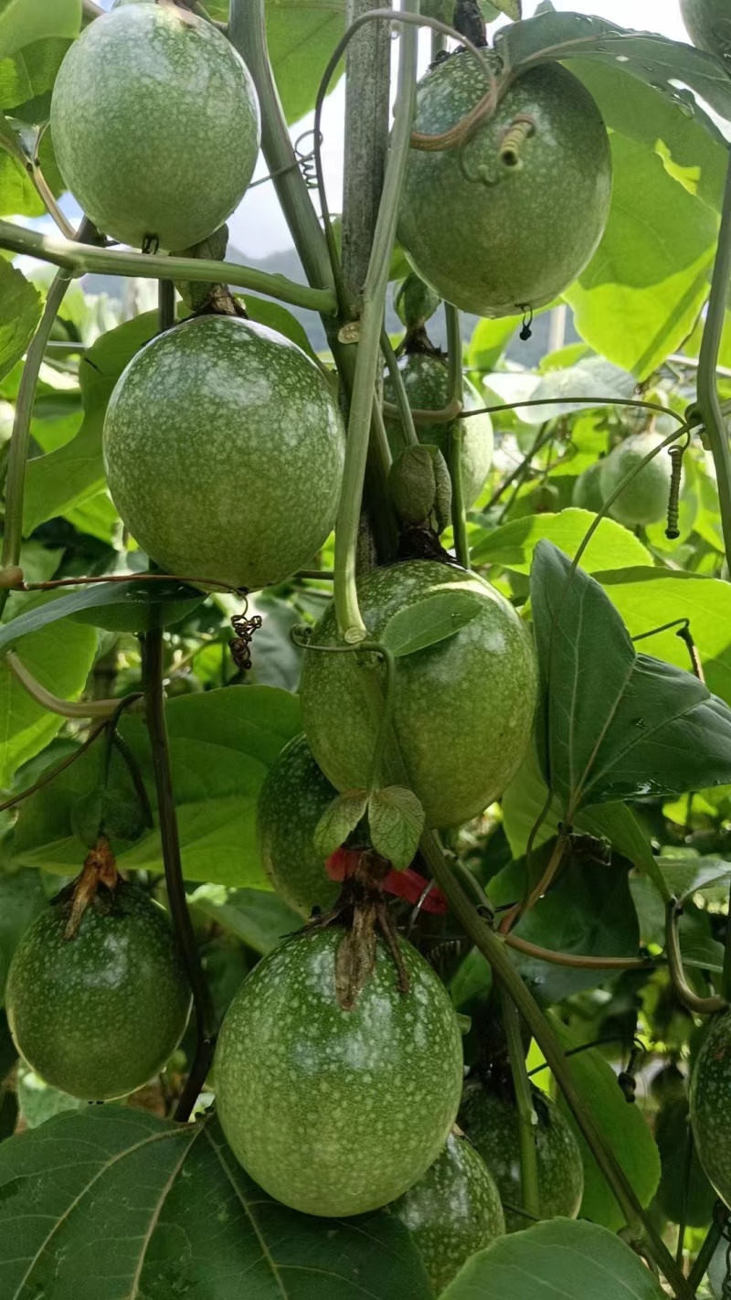钦密九号百香果