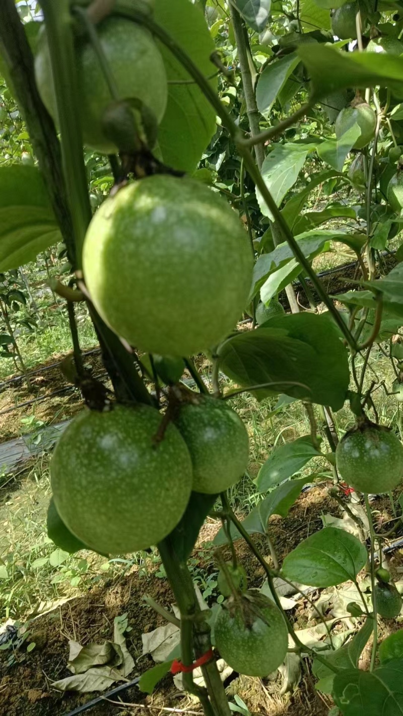 钦密九号百香果