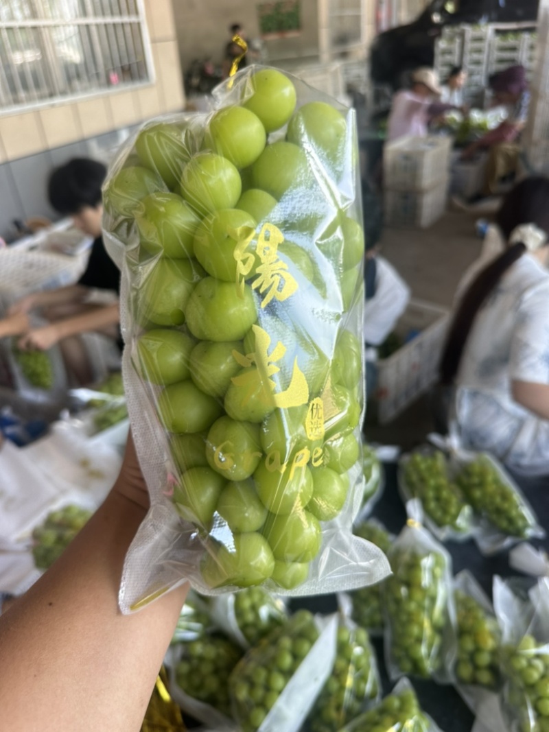 山东阳光玫瑰晴王葡萄大量上市中货源充足品质高