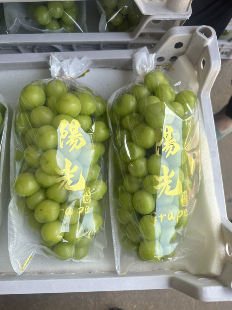山东阳光玫瑰晴王葡萄大量上市中货源充足品质高